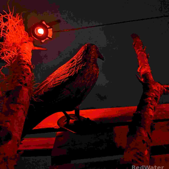 A red-tinted photo shows a crow resting on a ledge
